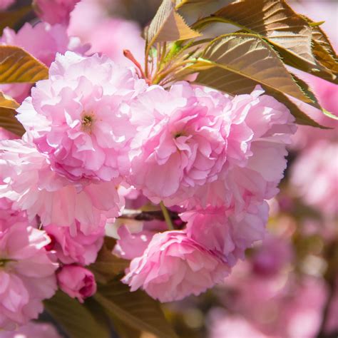 Kwanzan Cherry Tree – Green Thumbs Garden