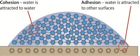 Adhesion Of Water Diagram