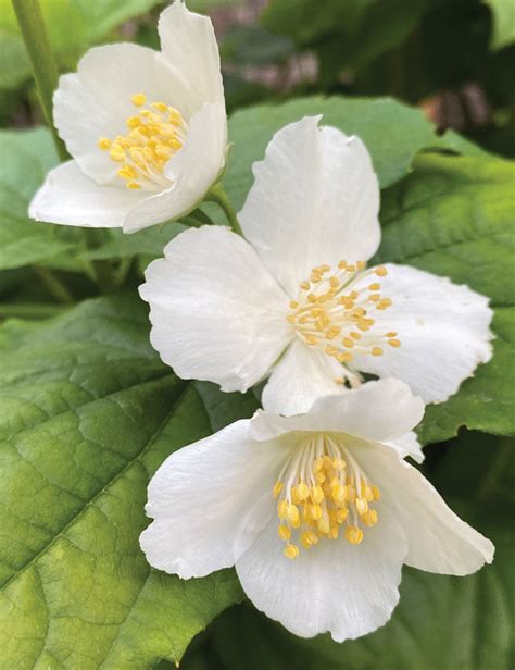 Philadelphus 'Mock Orange' - Tesselaar