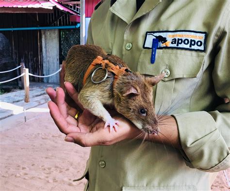 Meet the ‘hero rats’ sniffing out landmines in Cambodia | The ...