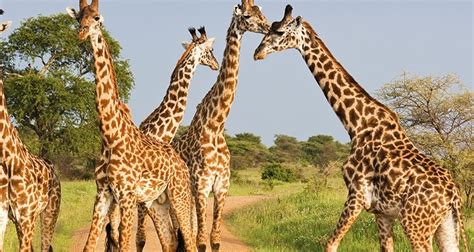 4 Days Akagera National Park Rwanda | Akagera National Park Safaris