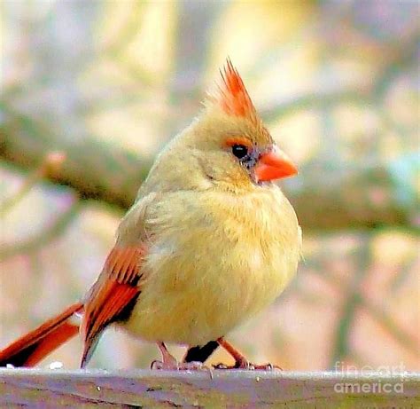 baby cardinal bird color - Tawny Scoggins