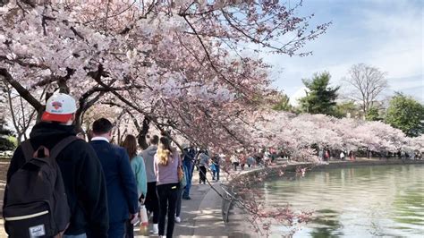 Cherry Blossom Peak Bloom Begins in Washington DC – NBC4 Washington