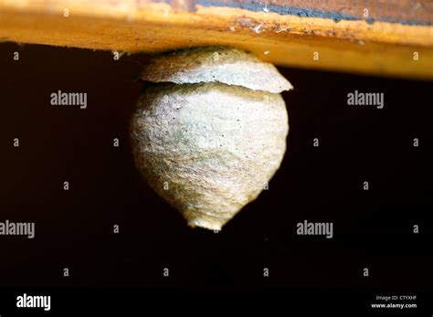 Vespula vulgaris nest hi-res stock photography and images - Alamy