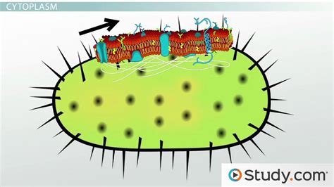 Bacterial Cytoplasmic Membrane | Components, Structure & Function ...