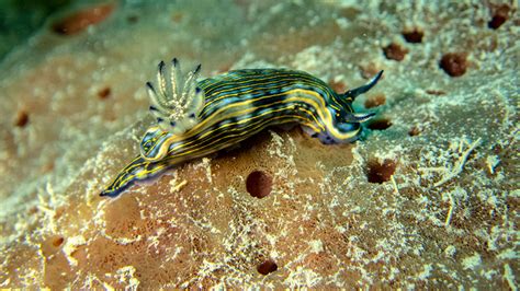 The University of Tampa - News - UT Life - Studying Sea Slugs ...