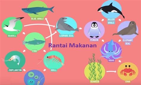 Contoh Rantai Makanan Pada Ekosistem Hutan – Berbagai Contoh