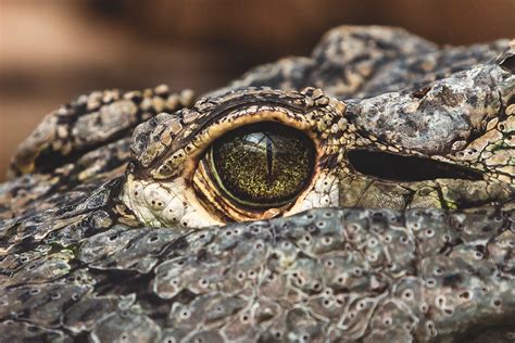 macro photograph of crocodile's eye | Crocodile pictures, Crocodile ...