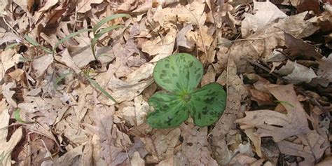 Woodland plants identification.