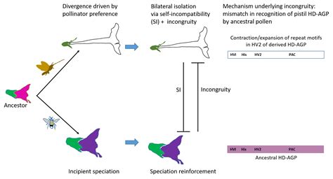 Plants | Free Full-Text | HD-AGPs as Speciation Genes: Positive Selection on a Proline-Rich ...