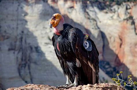 California condor hatchlings hit 1,000, a conservation milestone - The Washington Post