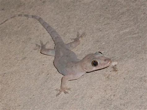 Tropical House Gecko - Facts, Diet, Habitat & Pictures on Animalia.bio