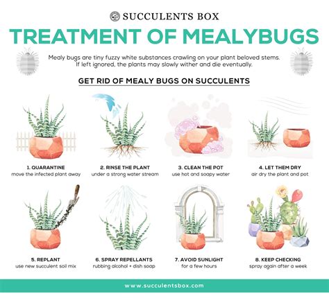How to get rid of mealy bugs on succulents - Succulents Box Indoor Tropical Plants, Hanging ...