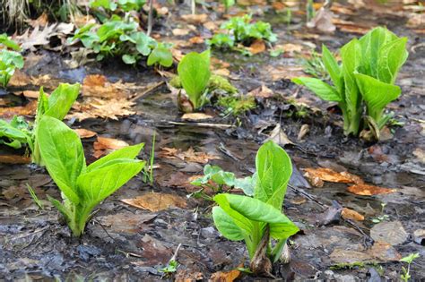 Isabella Conservation District Environmental Education Program: 100 Species to Know by Sight ...