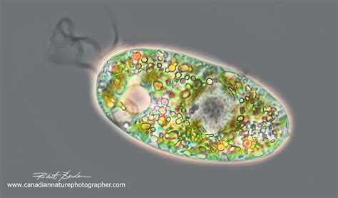 Introduction to Euglenids (Euglenoids) exhibiting both Plant and Animal Properties -The Canadian ...