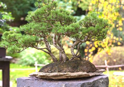 How to Grow and Care for Pine Bonsai