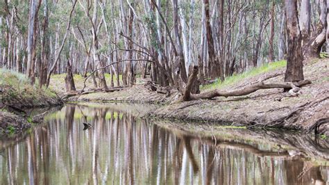 Morning on the Murrumbidgee River