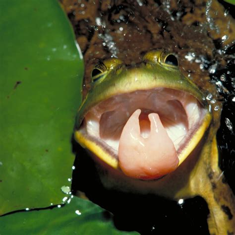 Tree Frog Tongue