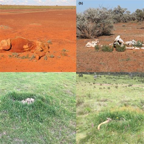 Plant growth responses to the presence of camel carcasses in the... | Download Scientific Diagram