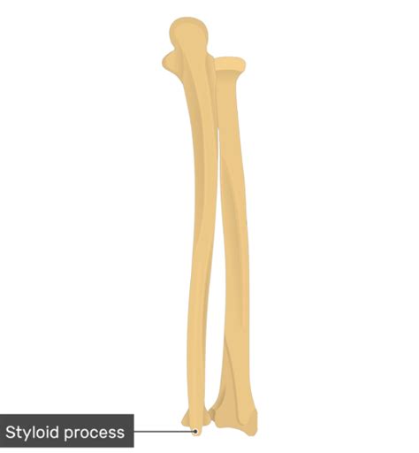 Radius and Ulna Bones Anatomy - Posterior Markings