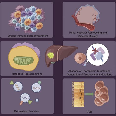 Mechanisms of drug resistance in breast cancer liver metastases ...