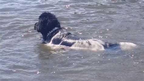 Newfoundland dog swimming - YouTube