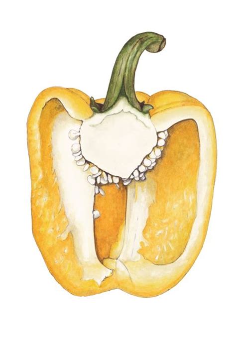 Yellow capsicum watercolour by Suzanne Houghton | Fruit art, Watercolor fruit, Botanical art