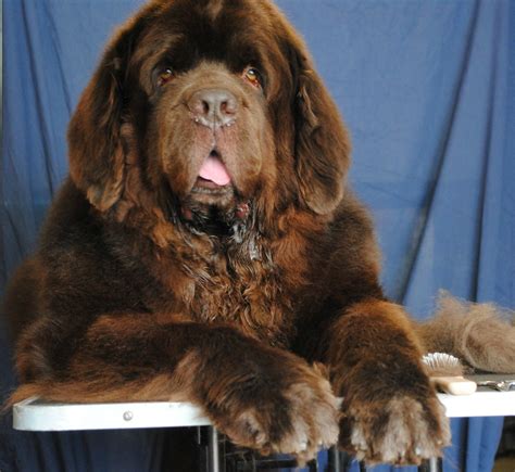 How Long Until A Newfoundland Is Full Grown