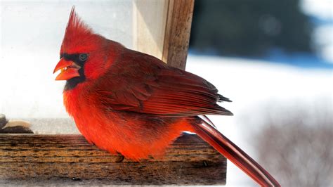 The Best Bird Feeder Placement to Attract Cardinals – Cardinal Memorials