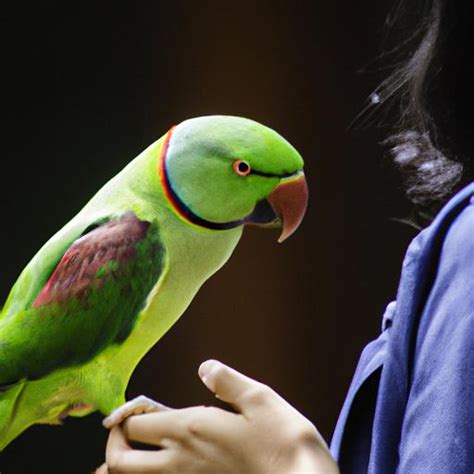 Indian Ringneck Parrot Talking: Unlocking the Fascinating World of Mimicry