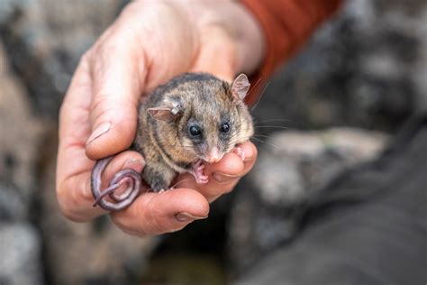 Kosciuszko pygmy-possums given ‘bogong biccies’ as a part of bushfire ...