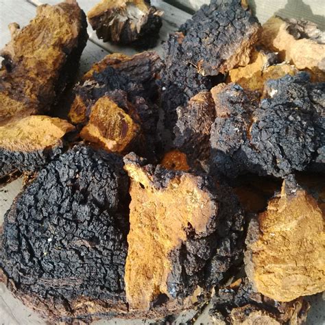 Chaga Mushroom Chunks 2 oz Package - Cheryl Millett