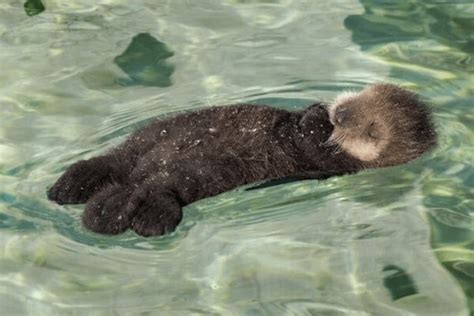 Baby otter taking a nap : r/Otters