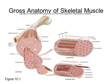 skeletal muscle - Gross Anatomy to Microscopic in 2020 | Skeletal ...