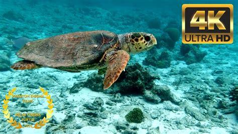 Giant Sea Turtle Underwater 4K UHD Screensaver 2 HOURS - YouTube