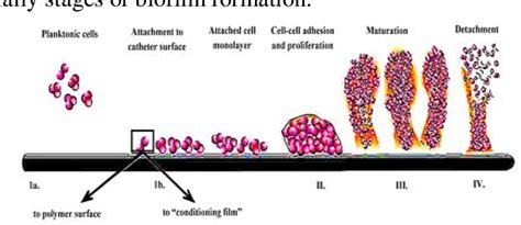 Figure 2 from Biofilm Formation by Enterococcus Faecalis and ...