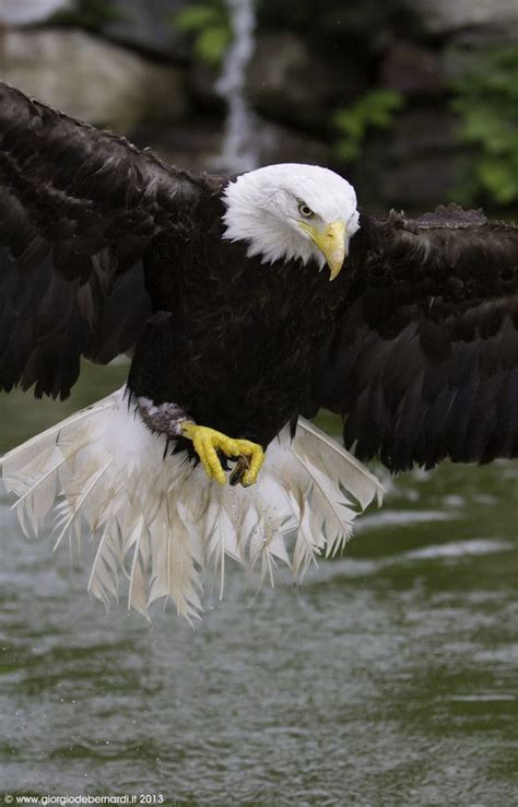 #majestic #eagle #bald #moreMajestic Bald Eagle … | Bald eagle, Bald eagle pictures, Eagle pictures