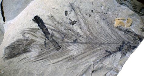 Forgotten trove of fossil feathers belonged to tiny polar dinosaurs ...