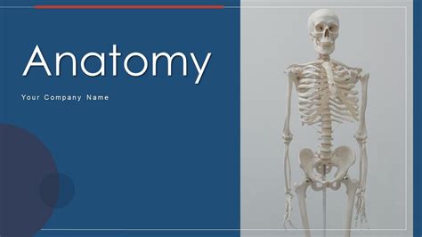 Anatomy Slides Template