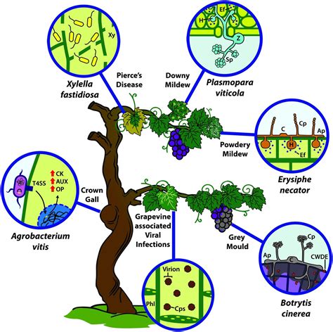 An assignment on Mode of entry of pathogen; Plant resistance and ...