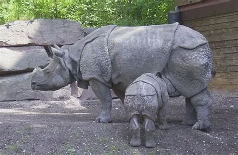 Javan Rhinoceros - Characteristics, Habitat & Breeding - Critically ...