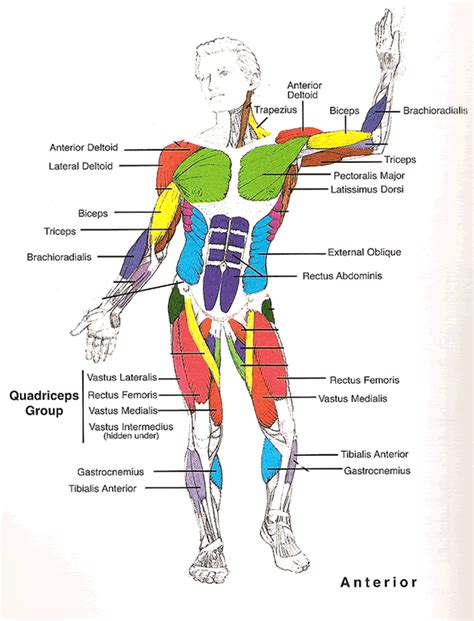 Know your anatomy!