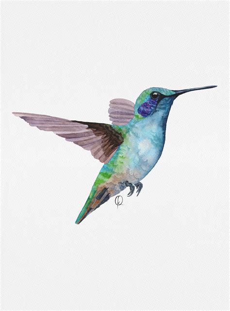 Colombian Hummingbirds on Behance