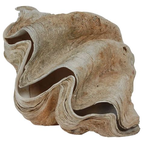 Matched Sides Giant Clam Shells "Tridacna Gigas" | From a unique collection of antique and ...