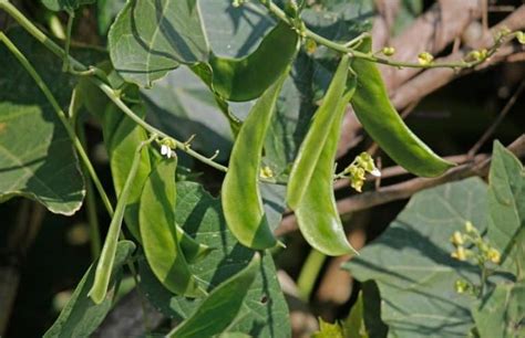 Plant Lima Beans Archives - Gardening Tips And Tricks