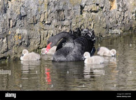 Swans Swimming In Water Stock Photo - Alamy