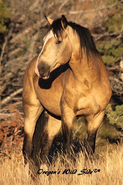 Buckskin Mustang : The Lonely Me Wild Buckskin Mustang Horse Horse Color Guide Mustang Horses In ...