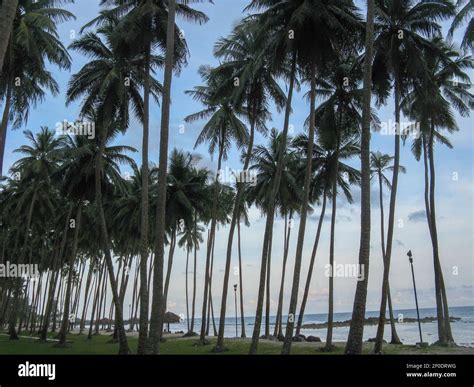 Coconut trees on the beach of Port Blair in Andaman and Nicobar Islands India Stock Photo - Alamy