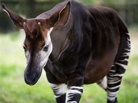 Okapi Facts - Animal Facts Encyclopedia