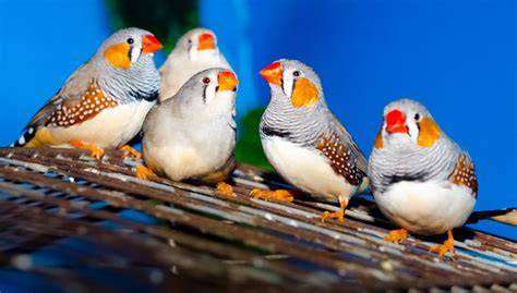 15 Interesting Facts About Finches That You Should Know About